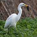 Ardea alba with prey at Sacramento National Wildlife Refuge-1670