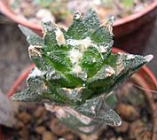 Ariocarpus bravoanus 2.jpg