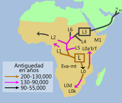 Archivo:AscMitocondrial Africana