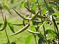 Asclepias purpurascens0