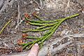 Athrotaxis laxifolia foliage and cones
