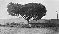 Archivo:AufAltenWegebMexicoGuatemala 1897 Ceiba Ipala