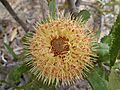 Banksia ornata