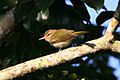 Black-whiskered Vireo (Vireo altiloquus) (6499240363)