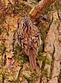 Brown creeper greatfalls