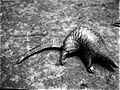 COLLECTIE TROPENMUSEUM Een Javaans schubdier (Manis javanica) TMnr 60051224