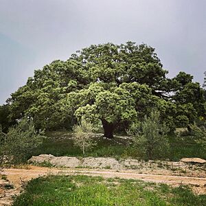 Archivo:Carrasca Finca Torrevella