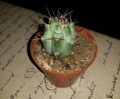 Cereus aethiops3