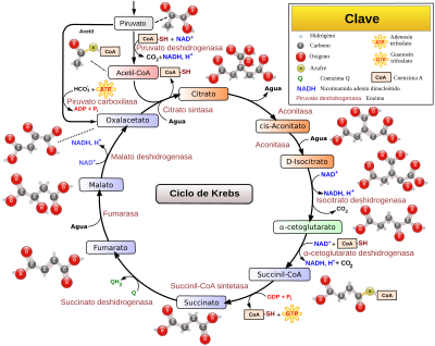 Archivo:Citric acid cycle with aconitate 2-es