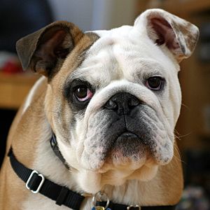 Archivo:Clyde The Bulldog