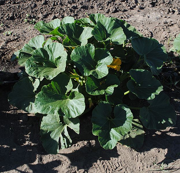 Compact C maxima plant (detail)