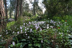 Archivo:Cyclamen persicum group