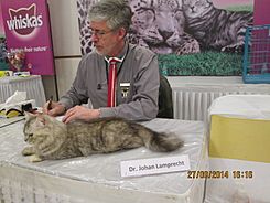 Dr Joham.Lamprecht examining a contestant at 'Mumbai cat show'.JPG
