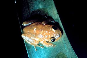 Archivo:Eleutherodactylus jasperi