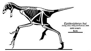Archivo:Epidexipteryx hui