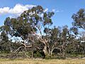 Eucalyptus largiflorens