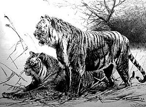 Archivo:Extantigerturanianwksciam97