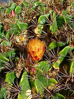 Archivo:Ferocactus robustus 002