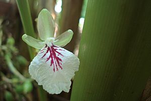 Archivo:Flower of cardamom