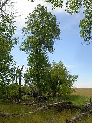 Archivo:Fraxinus pennsylvanica (5108087586)