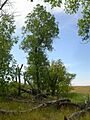 Fraxinus pennsylvanica (5108087586)