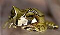 Gastrotheca cornuta01