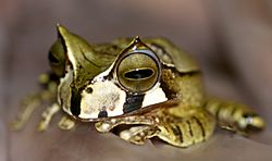 Gastrotheca cornuta01.jpg