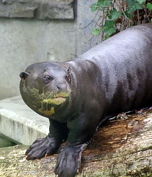 Giant otter 2.JPG