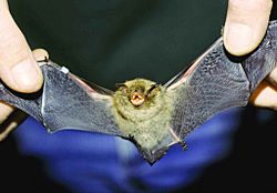 Archivo:Indiana bat myotis sodalis