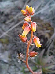 Archivo:Inflorescencia Echeveria chiclensis