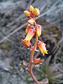 Inflorescencia Echeveria chiclensis