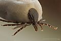 Ixodus ricinus 5x