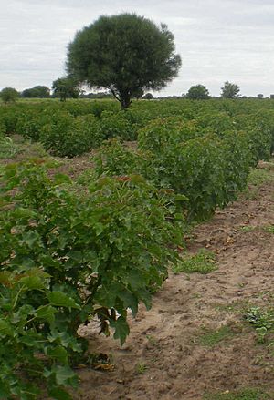 Archivo:Jatropha in Paraguay Chaco