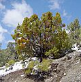 Juniper above Charcoal Kilns