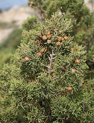 Archivo:Juniperus phoenicea 2