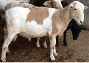 Archivo:Katadin2s