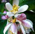 Keylime-flower