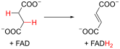 Krebs cycle 6 succinate to fumarate