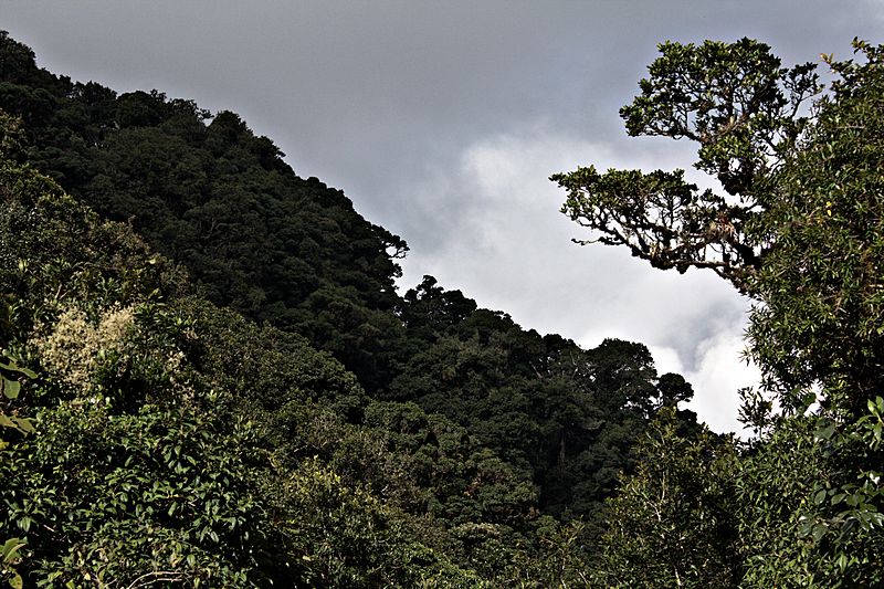 LA TIGRA, JlMurillo