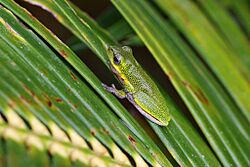 Litoria cooloolensis, Poona Lake, Cooloola QLD 4580, Australia imported from iNaturalist photo 257425585.jpg