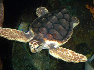 Archivo:Loggerhead turtle
