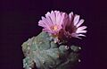 Lophophora williamsii var jordianum