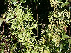 Lygodium japonicum kanikusa01.jpg