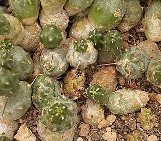 Maihueniopsis minuta3 (mandragoa).jpg