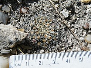 Archivo:Mammillaria napina (5736666000)
