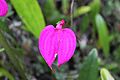 Masdevallia coccinea1