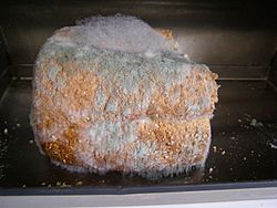 Archivo:Mouldy bread