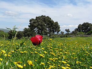 Archivo:Non lasciatemi solo (papavero) - panoramio