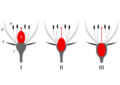 Ovary position