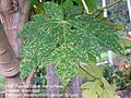 Papaya black spot 2